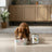 Dibaq Sense Wet Dog Food: Segovia Suckling Pig, 12 x 380 g