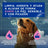 Douxo Skin & Coat Spa Beruhigendes Hundeshampoo, 250 ml