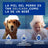 Douxo Skin & Coat Spa Mehrzwecktücher für Hunde und Katzen, 100 Stück.