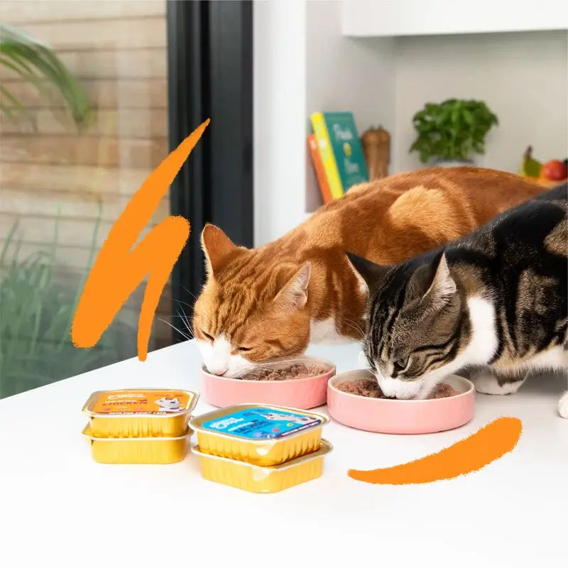 Edgard & Cooper Adult Nassfutter für Katzen 16x85g Lachs Msc