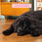 Edgard & Cooper Dog Puppy Trockenfutter Ente/Huhn M 7Kg