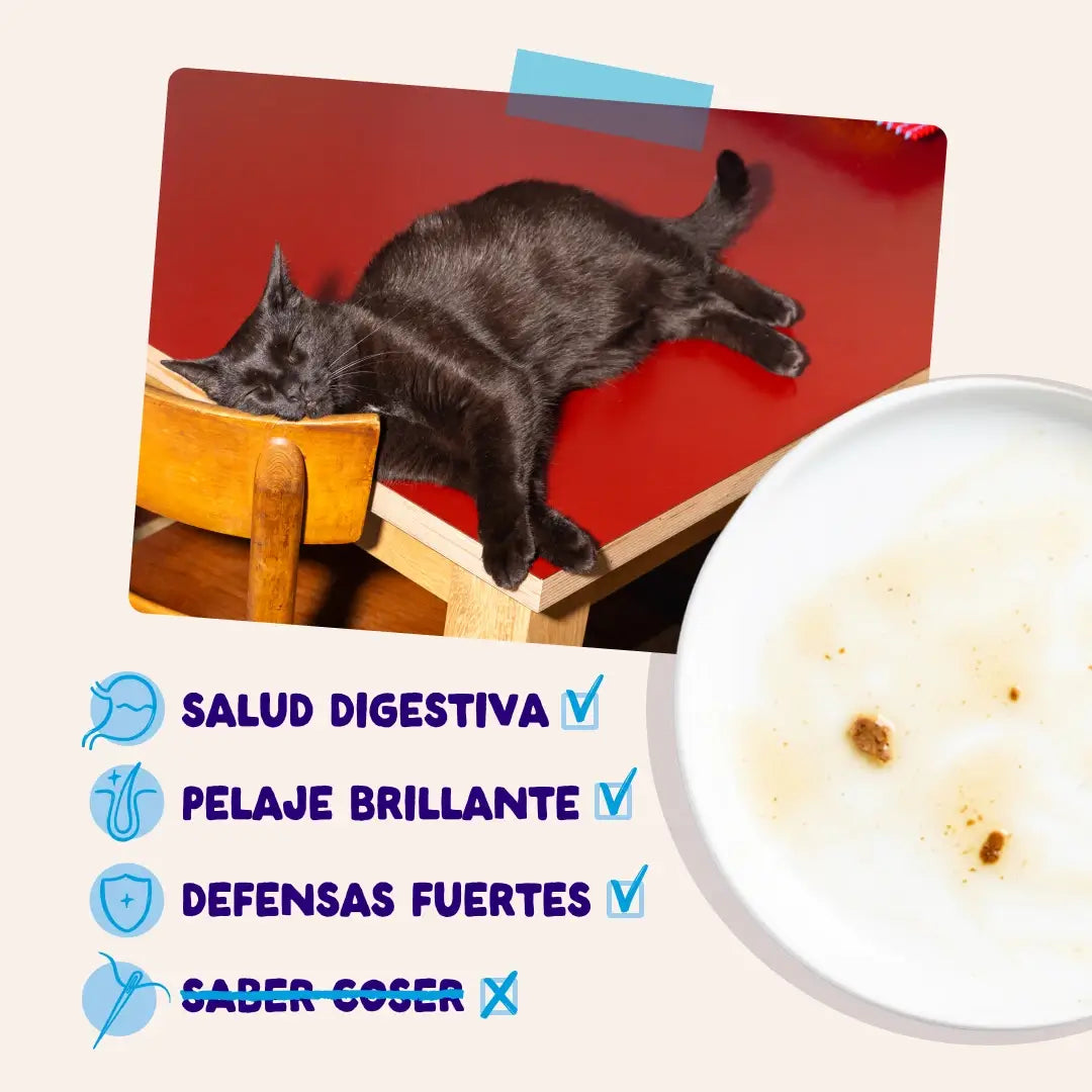 Edgard & Cooper „Selección Captura Del Día“ in Soße – Multipack für ausgewachsene Hunde, 12 x 85 g