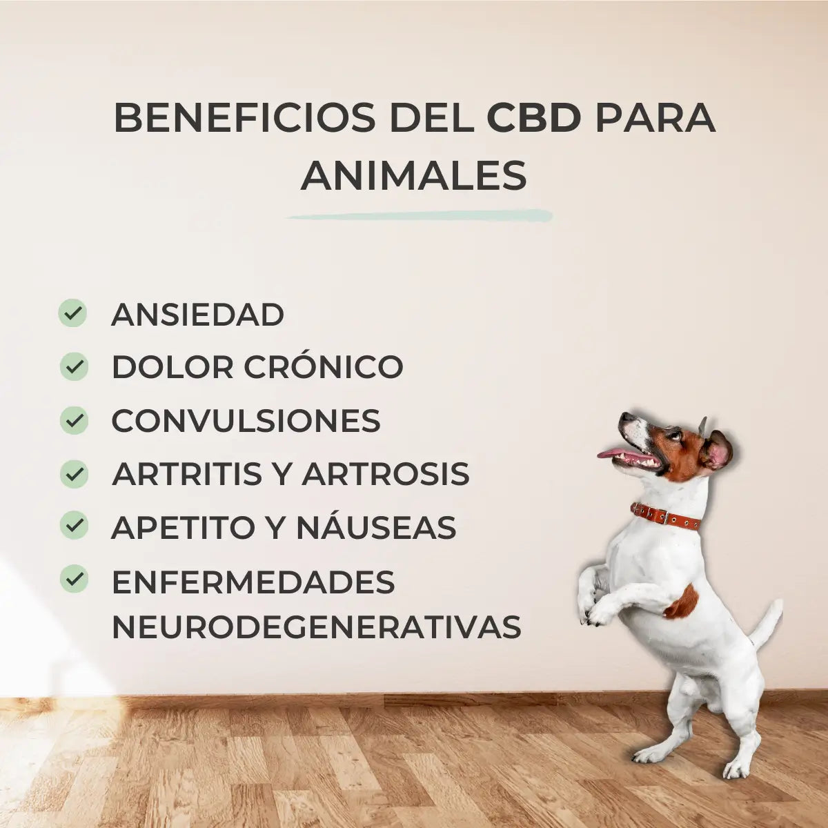 Feel Cocoa Cbd Oil 5% für Hunde und Katzen, 10 ml