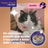 Feliway Happy Snack Lachsgeschmack, 6 Portionsbeutel