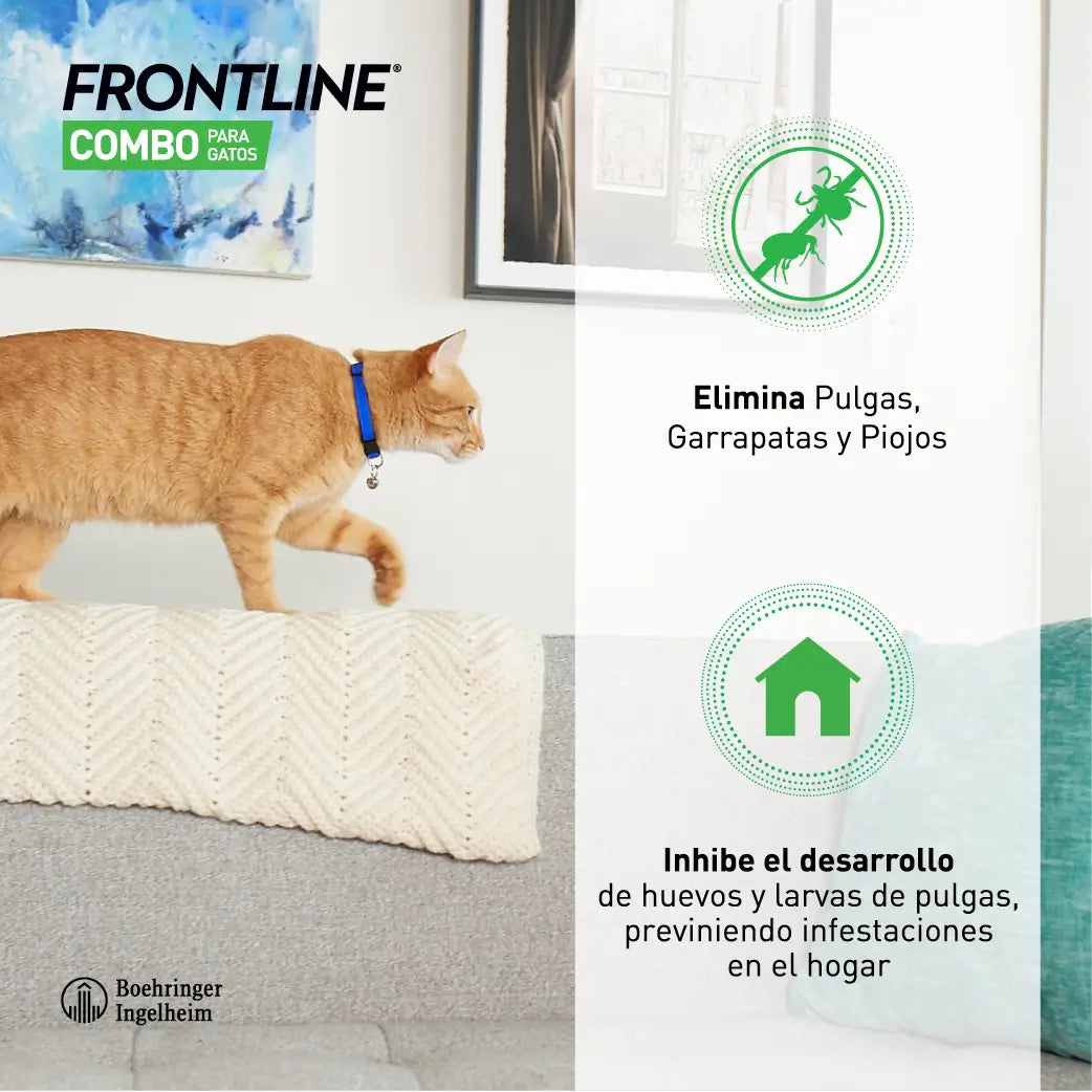 Frontline Combo Katzen & Frettchen Spot On, 6 Pipetten x 0,5 ml