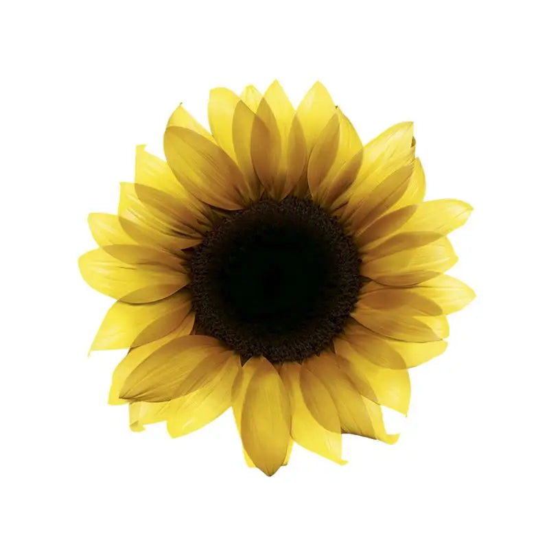 Garnier Olia Permanente Färbung Ammoniakfrei, angenehm duftend mit natürlichen Blumenölen - Hellbraun 5.0