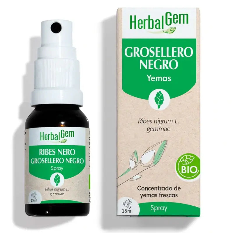 Herbalgem Schwarze Johannisbeere, 15ml