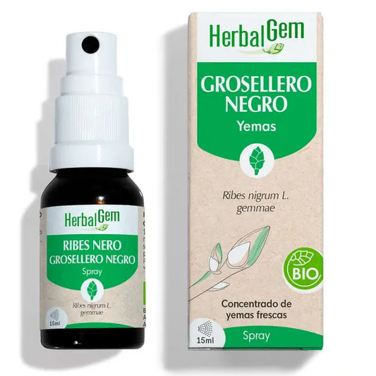 Herbalgem Schwarze Johannisbeere, 15ml