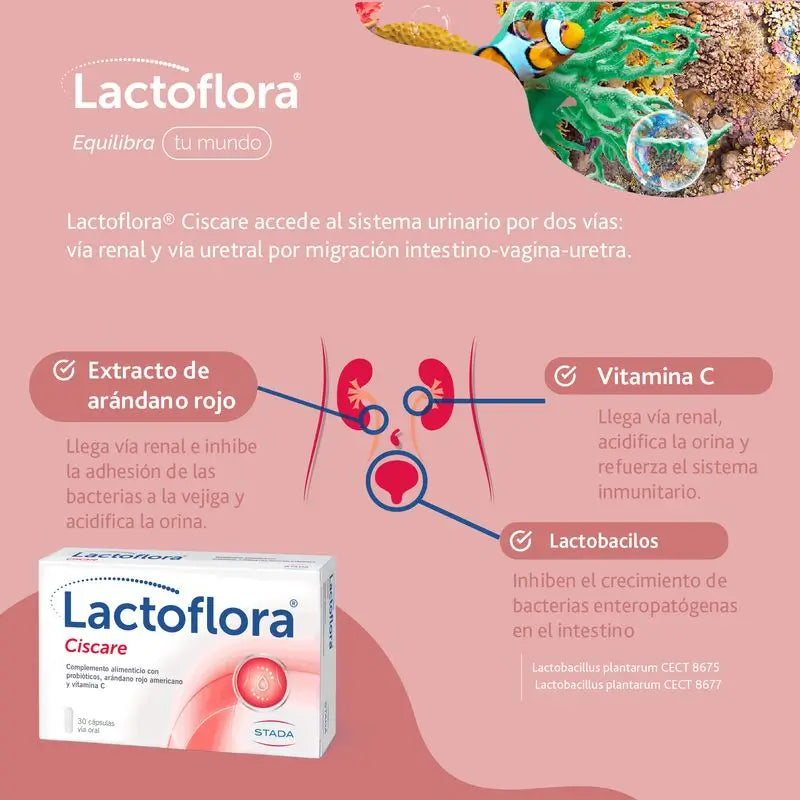 Lactoflora Ciscare 30 Kapseln