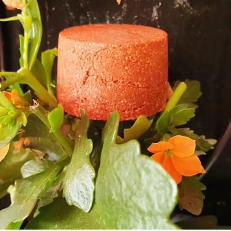 Nitx Solid Shampoo Reddish Hair 85Gr.