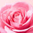 Nuxe Very Rose Lippenbalsam