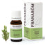Pranarom Black Spruce Essential Oil, 10ml