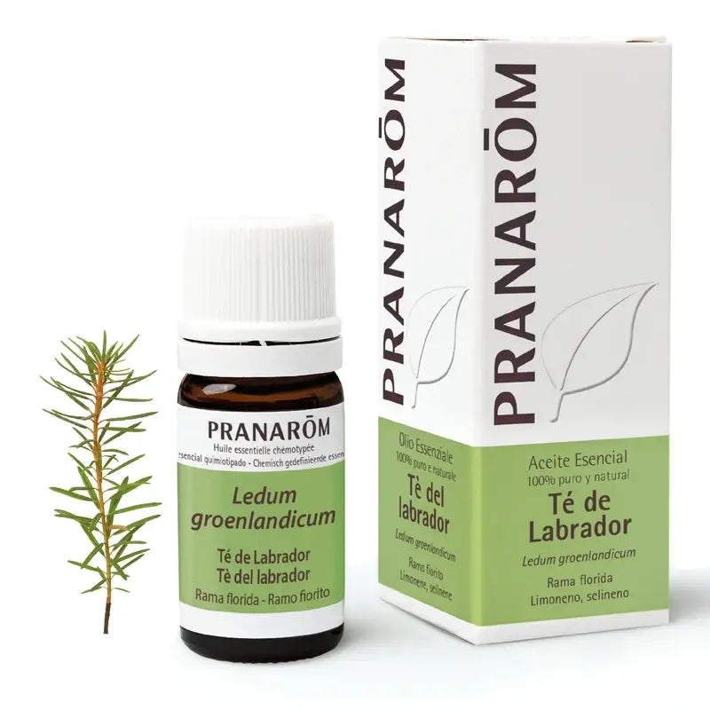 Pranarom Labrador Tee Ätherisches Öl, 5ml