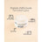 Sensilis Sensilis Peptide [Ar] Lifting Effect Sorbet Cream Normale & Mischhaut, 50 ml